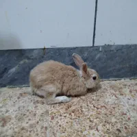 خرگوش