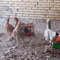 مرغ دورگ تخم گزار