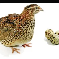 ساعت دیجیتال دیواری طلایی نقره بلدرچینی تخم گذار