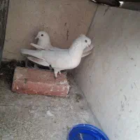 کفتر سفید