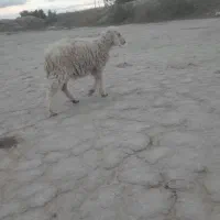 یک عدد بره سالم بدونه کوچیکترین مریضی