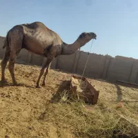 شتر لوک