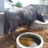گاومیش نر