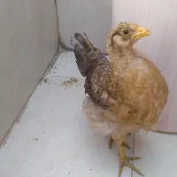 مرغ سه ماهه