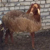 بره ماده ۳۰ کیلویی