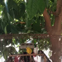 مرغ عشق|پرنده|بندر دیر, |دیوار