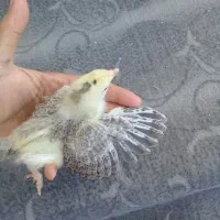 جوجه گلپایگان یک ماهه