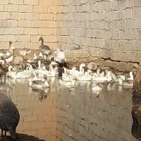 قاز|حیوانات مزرعه|اهواز, اهواز|دیوار