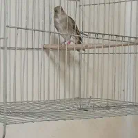 سهره قناری