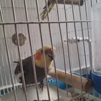 عروس،هلندی،