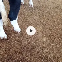 کارگرکاوداری