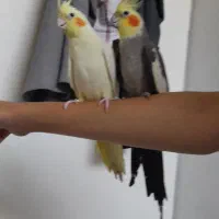 یک جفت عروس نر و ماده
