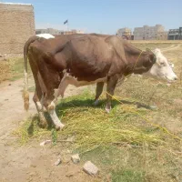 فروش گاو سیمینتال شیری