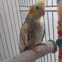فروش جوجه عروس هلندی