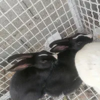 ۵ عدد خرگوش باهم 1 میلیون