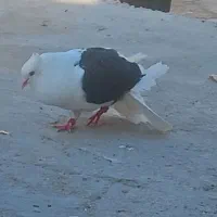 دوکت
