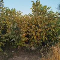 پیش فروش نهال گردو