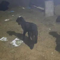 بره شیری افشاری هترو|حیوانات مزرعه|آبسرد, |دیوار