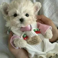 (پودل کراس.poodle cross