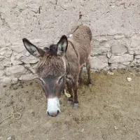 خر. نر