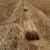 پرس گندم نزدع سر زمین