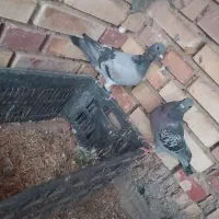 کبوتر پلاکی