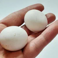 الماس اسیاب سختی ۱۰