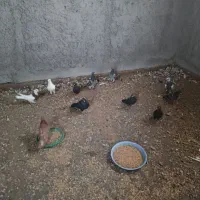 تعدادی کفتر