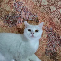گربه بریتیش یکساله