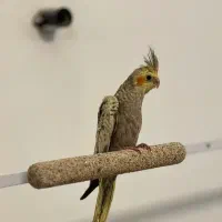 پرنده|پرنده|کامیاران, |دیوار