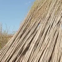 نهال صنوبر برای جنگل کاری