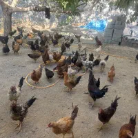 تعدادی خروس جوان