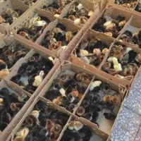 مژده مژده جوجه محلی برهما گردن لخت قیمت کارخونه