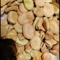 باقلا خشک به شرط پخت حلوایی