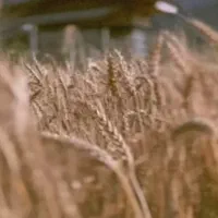 فروش زمین مناسب سرمایه گزاری بدون کاربری