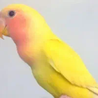 پرنده کوتوله