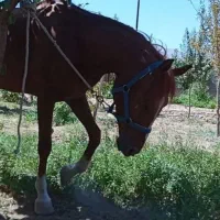 اسب نریون خالص ایرانی