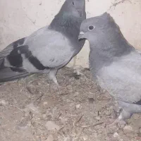 سه عدد سبز چشم سفیدکمر پاچه درست
