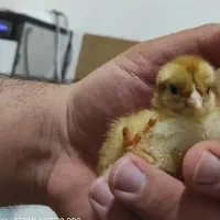 اجاره دستگاه جوجه کشی هدایت