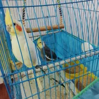 عروس هلندی