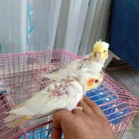عروس هلندی و جوجه عروس هلندی