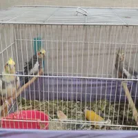 عروس هلند بفروش گذاشتم
