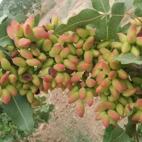 فروش ترکه پسته و پیوندزنی شکمی و غلافی صدرصدتضمینی