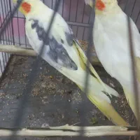 طوطی عروس هلندی نر دوکت رنگ خاص ماده لوتینو