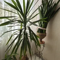 گلدان یوکا و سانسوریا