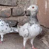کبوتر سار کاکلی ماده ،جفت