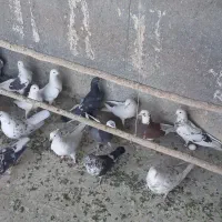 کبوتر|پرنده|کهریزک, |دیوار