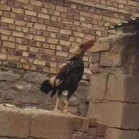 خوروس لاری