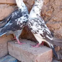 جفت مادع سوسکی پرشی