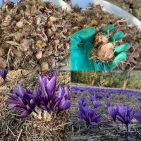 پیاز زعفران مرغوب